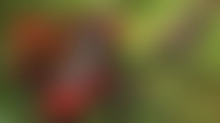 ¿CÓMO TOMO EL GANODERMA?