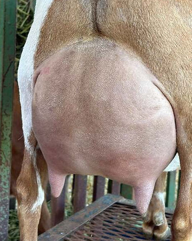 Audrey Udder_edited.jpg