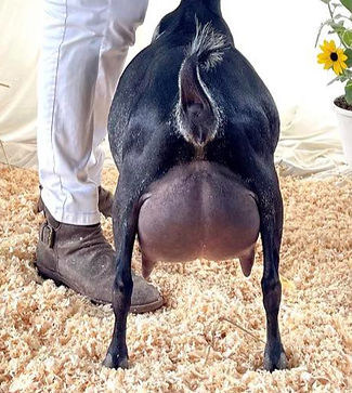 Gypsy Udder_edited.jpg