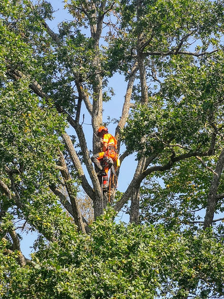 Arborist Växjö