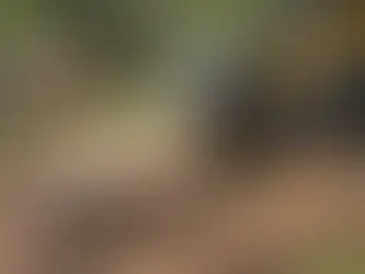 Stubbfräsning efter trädfällning - vad gäller?