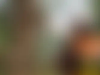 Hur vet man om ett träd är farligt?