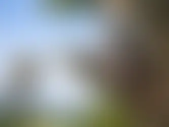 Trädbeskärning av stora träd - rätt metod