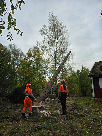 Trädfällning i Lammhult