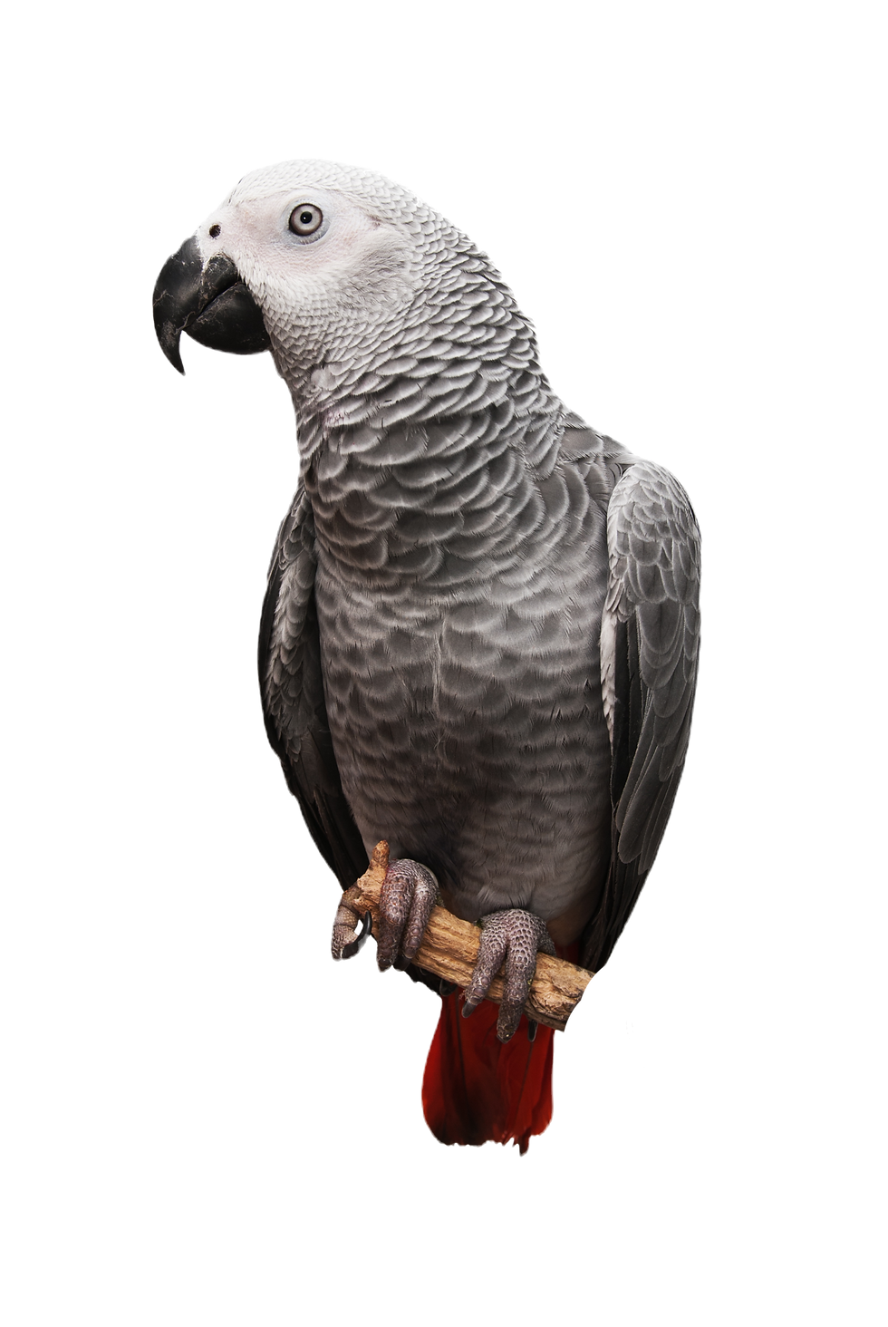 African Grey Parrot