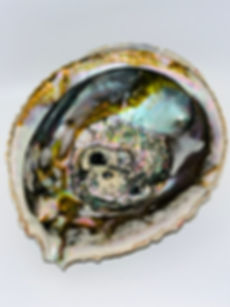 Mexican Abalone