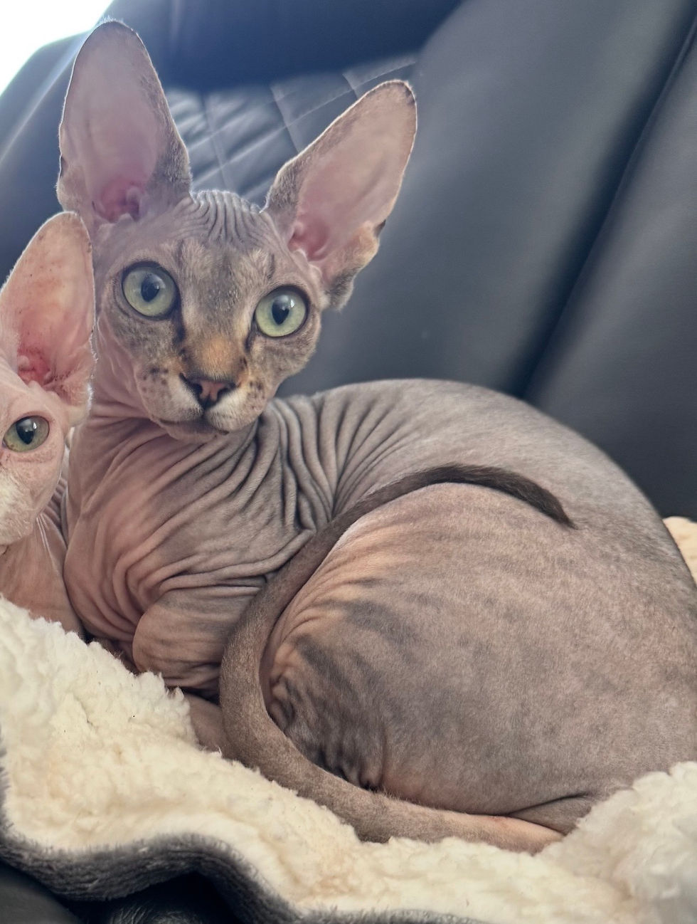 binks.jpg