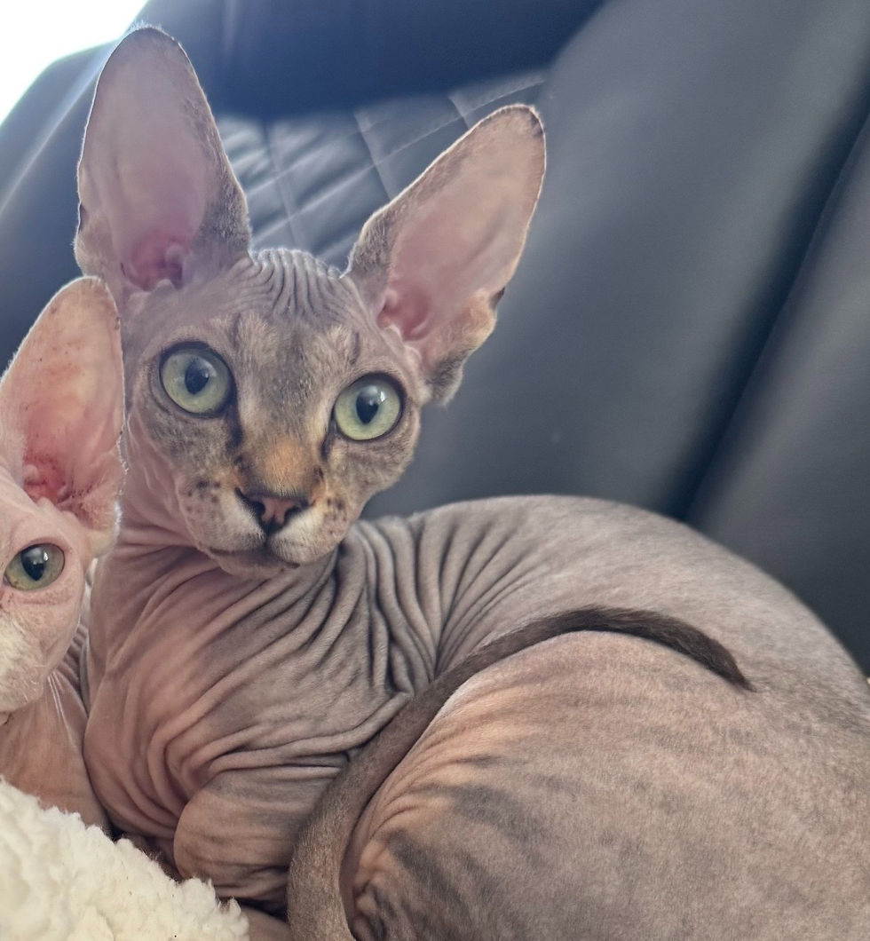 binks_edited.jpg