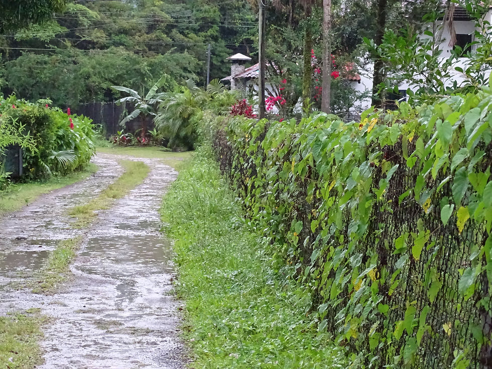 3000 m2 Building Lot in Llano Grande EL VALLE 3481