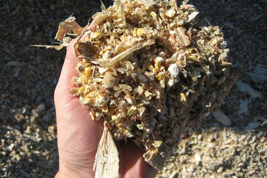 corn meal harvesting