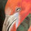Thumbnail: Fabulous Flamingo