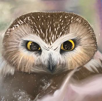 Curious Owl
