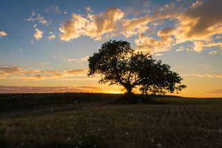 Music for a Summer's evening