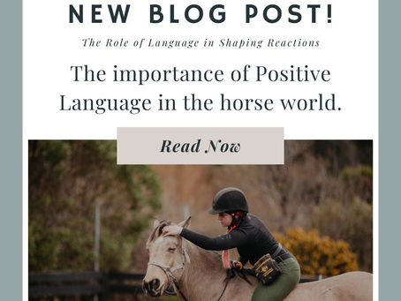 The importance of Positive Language in the horse world.