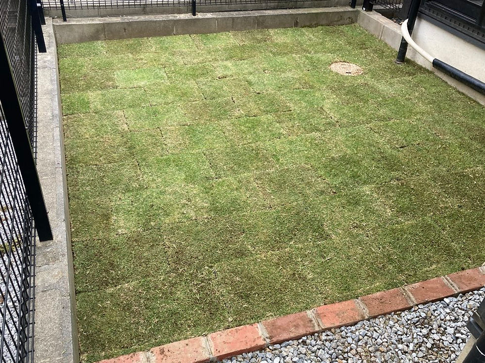わが家の小庭芝生化計画