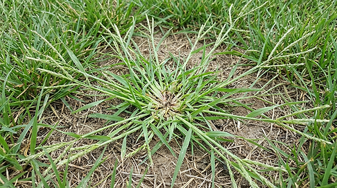 crabgrass.png