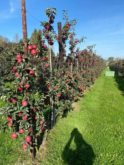 Mac Queen Fruit Plantage