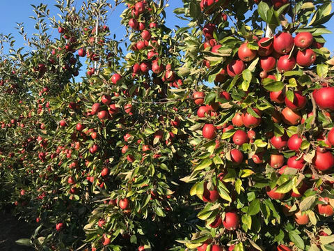 Mac Queen Fruit 