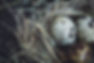 quail-eggs-in-the-nest-2021-09-01-23-17-54-utc.jpg