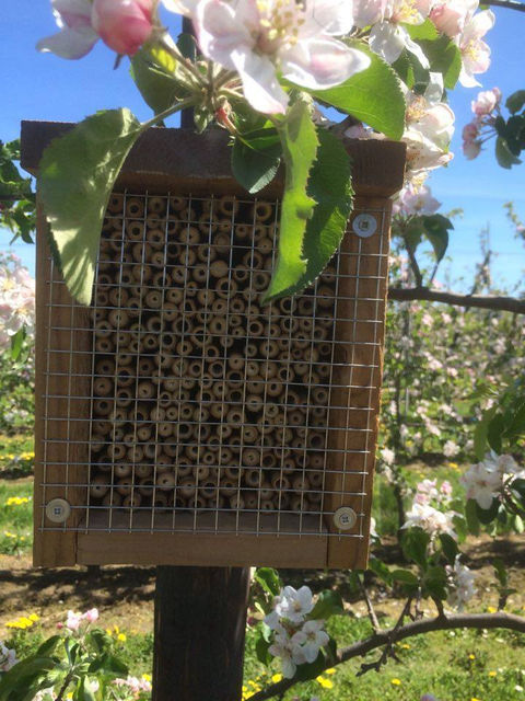 Mac Queen Fruit Plantage Insectenhotel