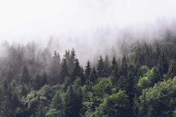m1798_1s_Evergreen-Forest-in-Misty-Cloud