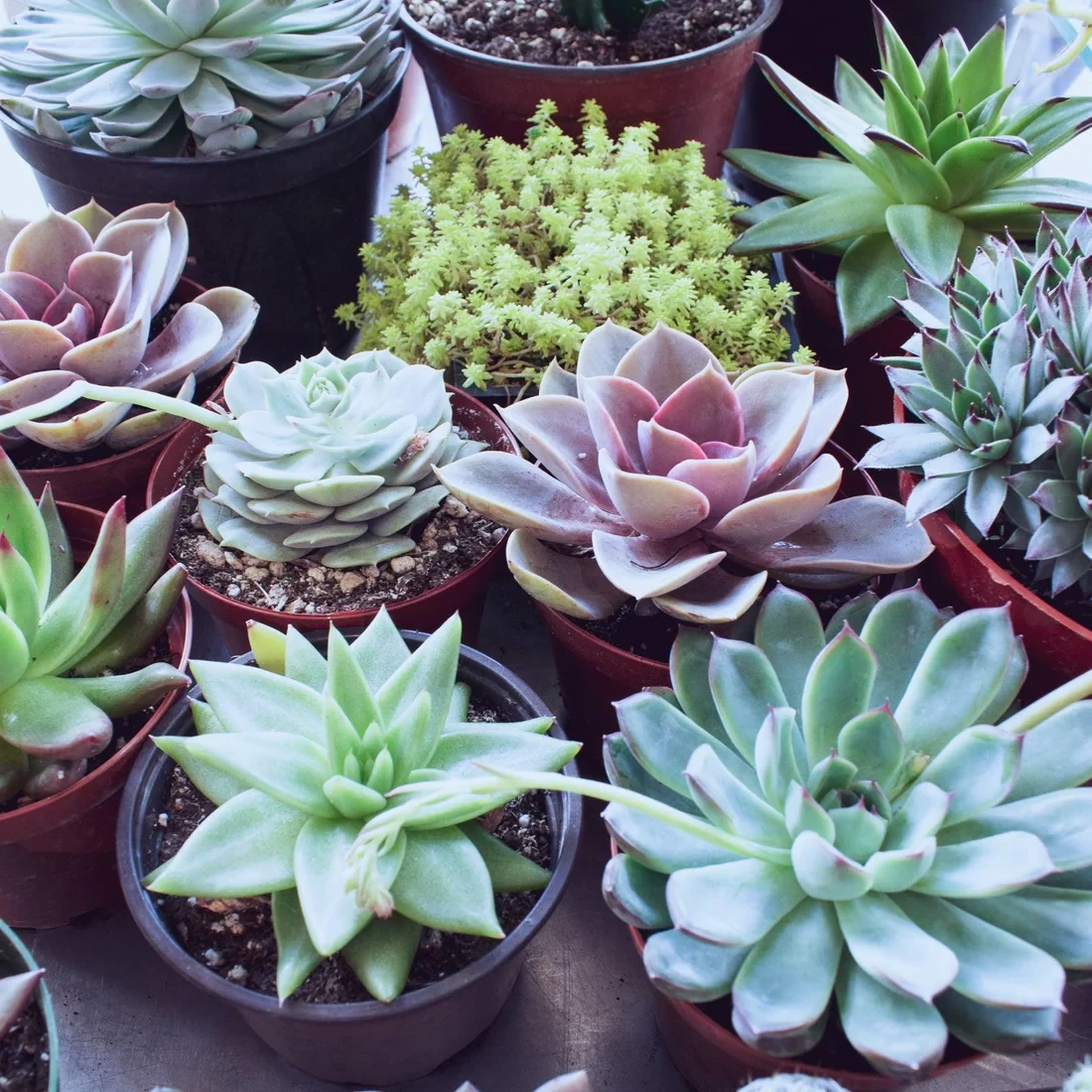 Succuint Succulent