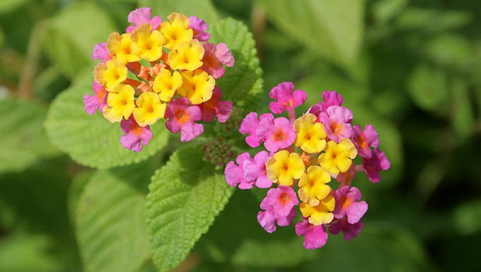 Lantana Camara