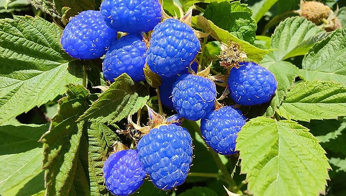 Blue Raspberry Logs Blue Raspberry