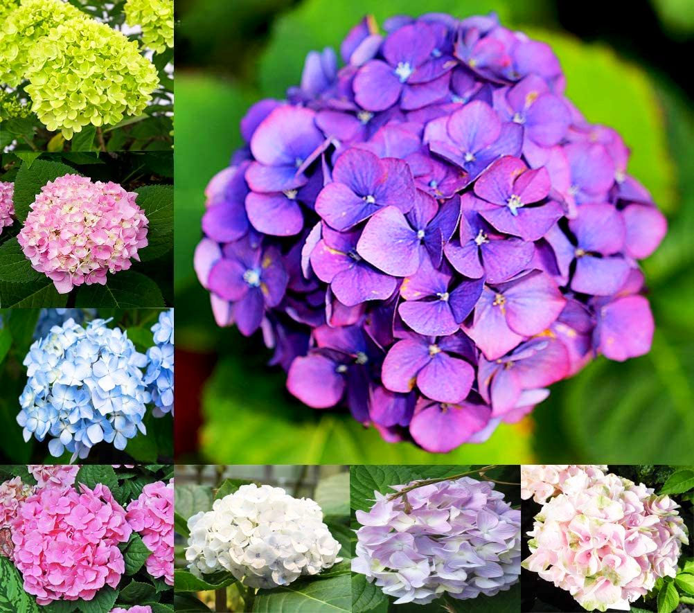 Daisy Garden Mixed Nikko Blue Hydrangea Seeds, Fast Growing Shrub, Giant Snowbal
