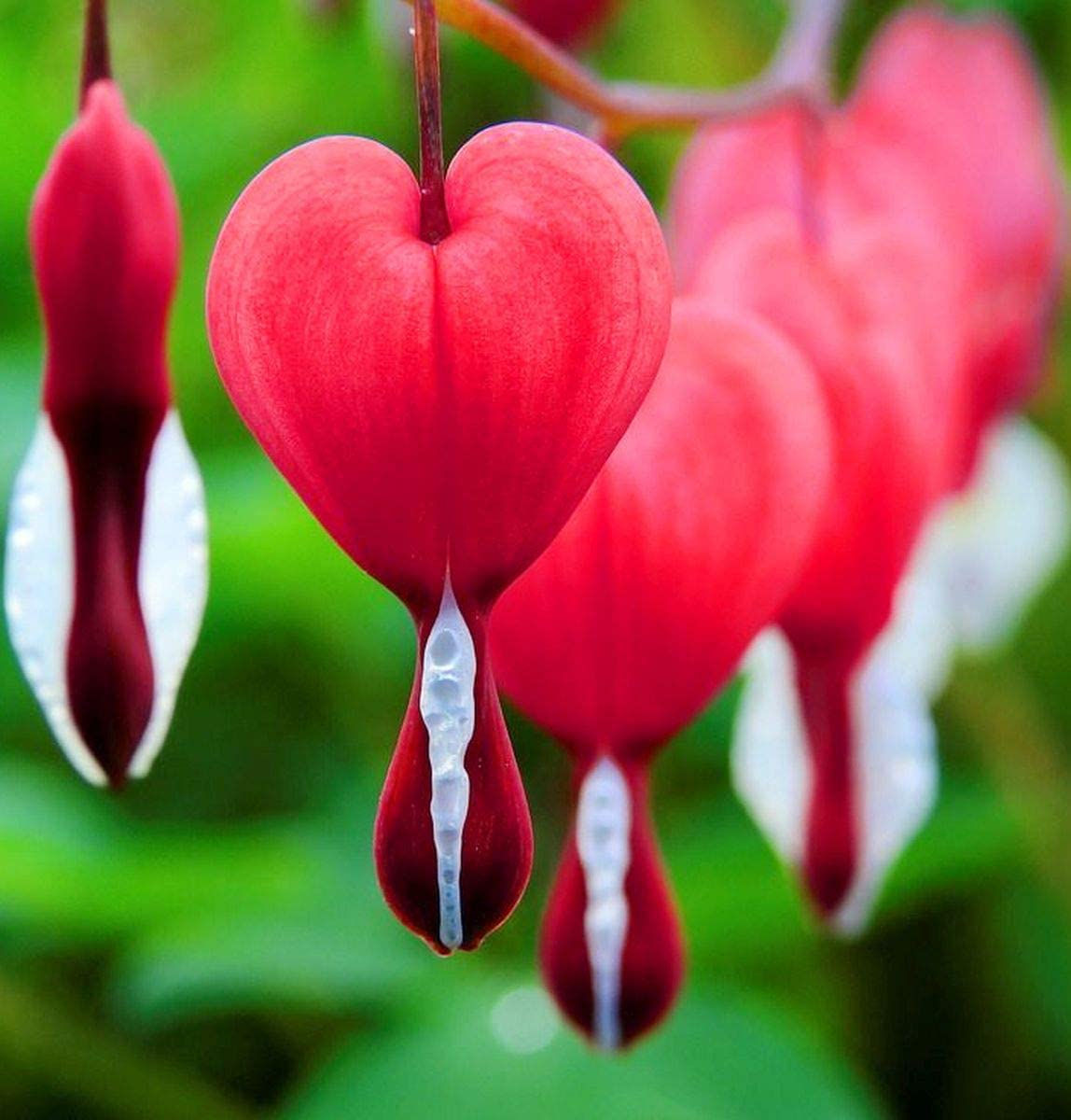 Rare Red Bleeding Heart Seeds Dicentra Spectabilis Shade Flower Garden