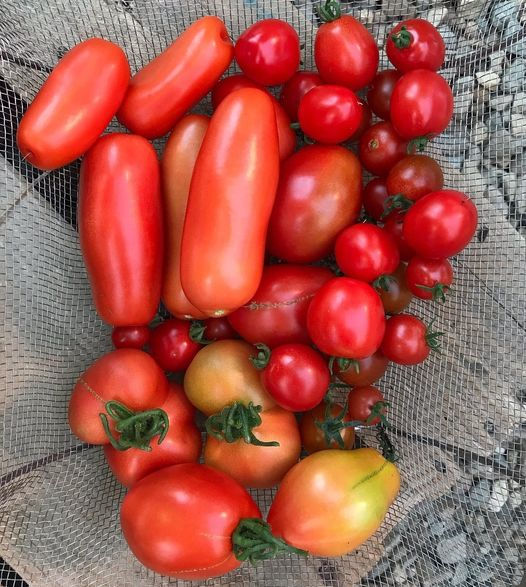 Big tomato is coming!