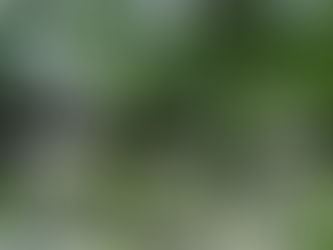 Neem: el legendario árbol medicinal de la India