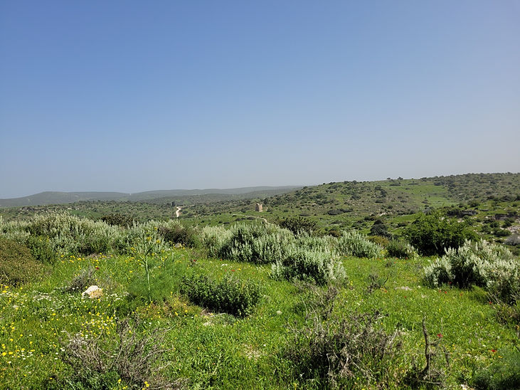 maresha 10.jpg
