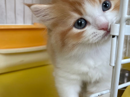 チップくんおうちが決まりました(ラガマフィン)