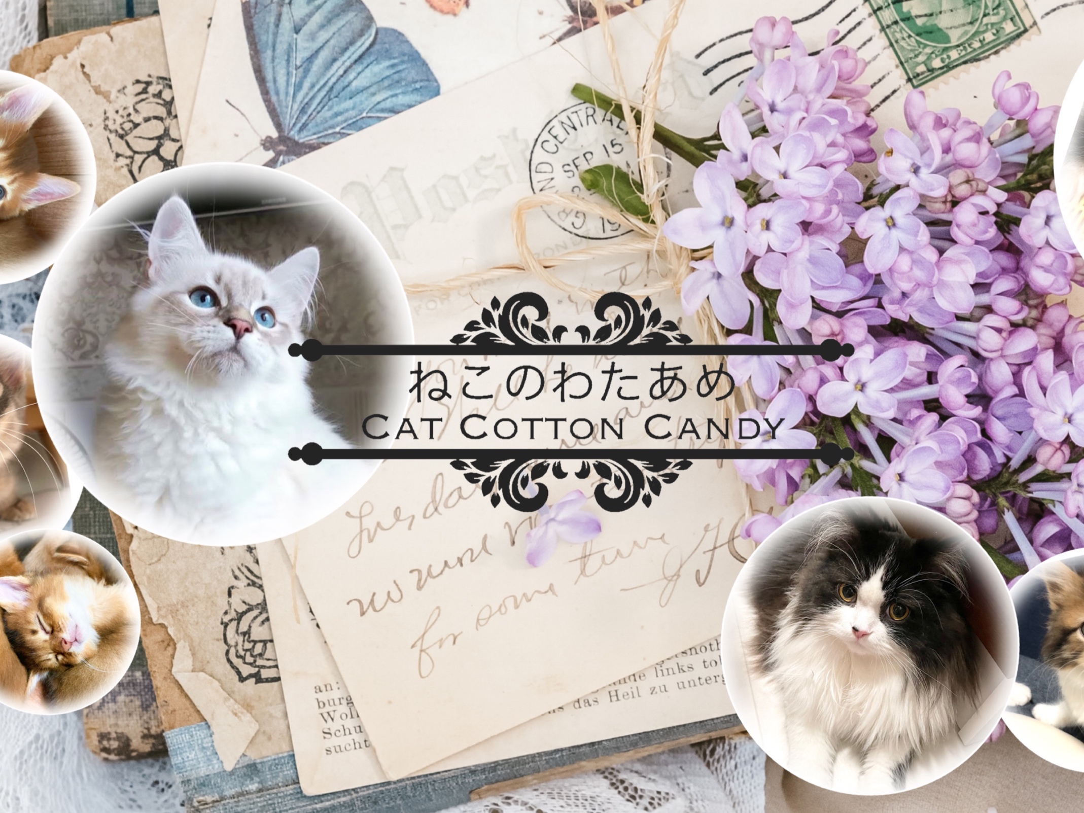 サイベリアン | Catteryねこのわたあめ | 長岡京市