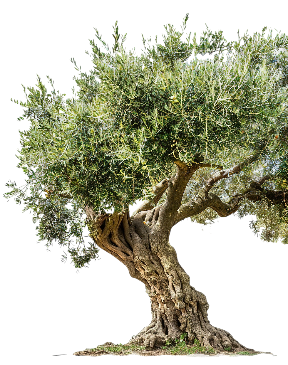 —Pngtree—natural olive cooking oil olive_15990762.png