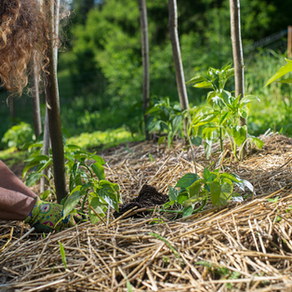permaculture bp