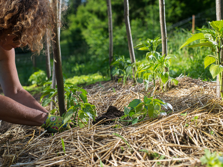 permaculture bp