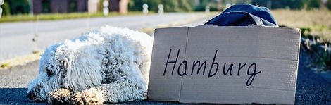 gerne mit Hund