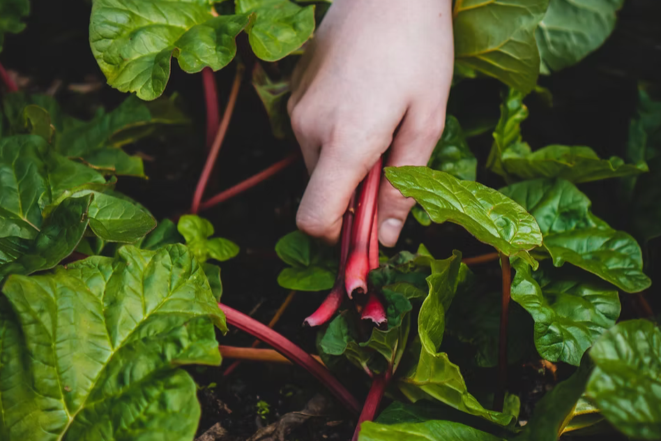 A hand picking rhubarb in the kitchen garden at the Inn at Whitewell