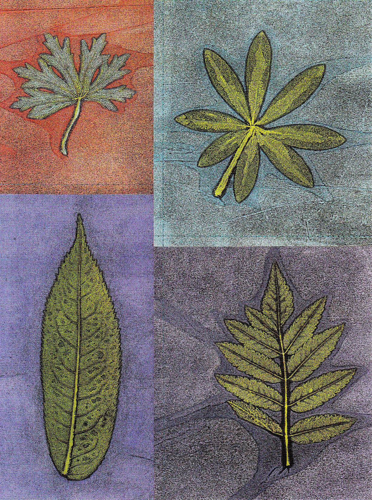 Leaf Four Square | postcard