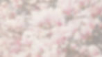 pink and white flowers during daytime_edited_edited.jpg