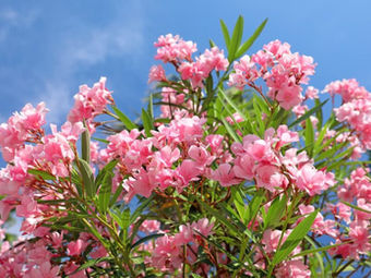 Naw-Rúz- O Ano Novo Bahá'í