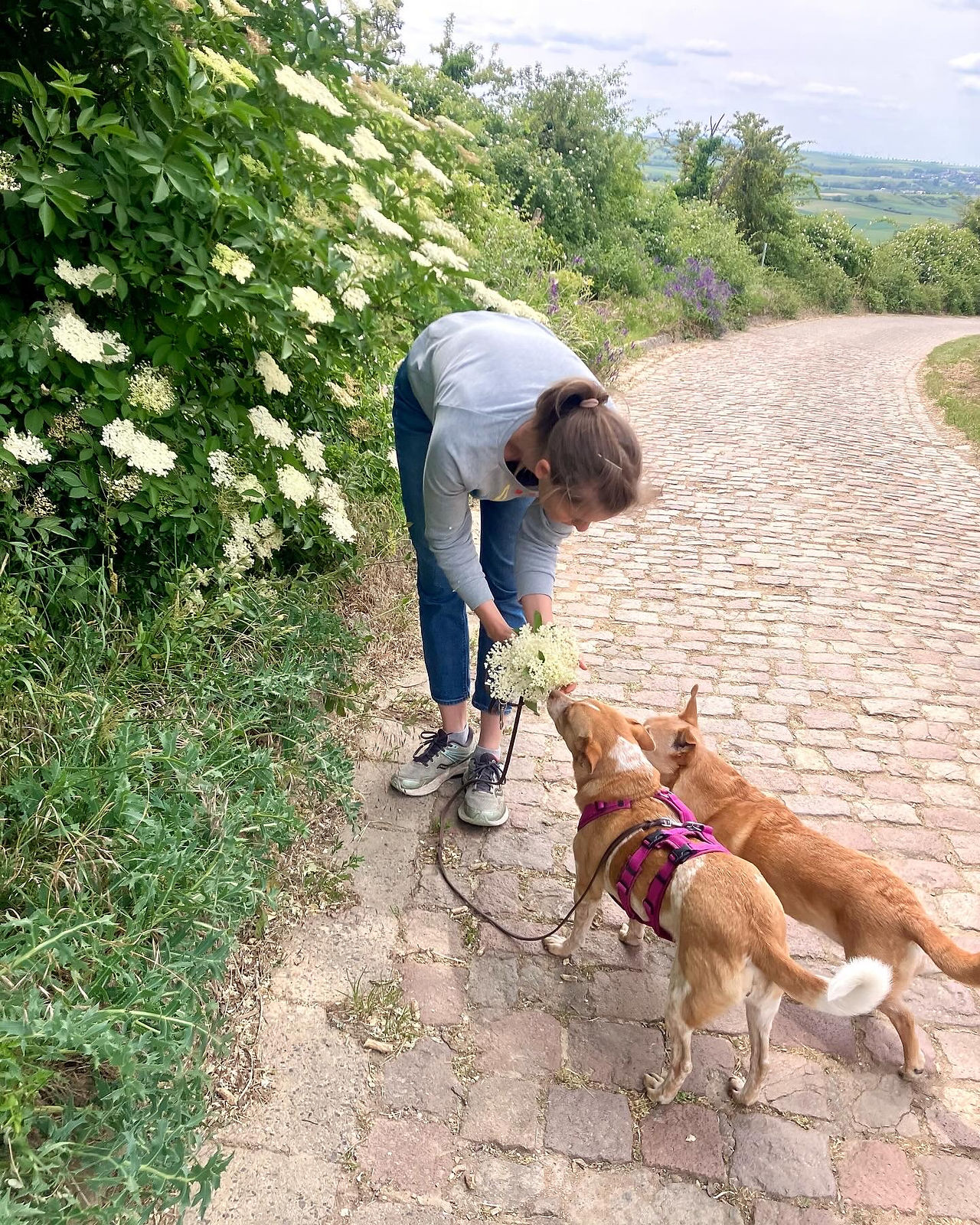 Lena Dieterle sammelt Holunderblüten am Wegrand, während ihre beiden Hunde neugierig an den Blüten s