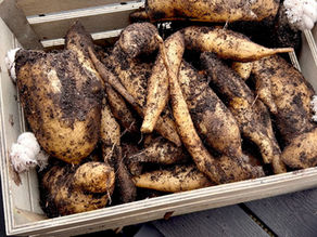 Yacón Wurzel – Anbau, Ernte, Geschmack und Verwendung der besonderen Andenwurzel, hier in einer Kiste kurz nach der Ernte