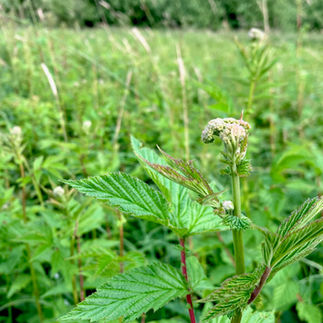 Mädesüß im frühen Entwicklungsstadium auf einer grünen Wiese, mit gut erkennbaren Blättern und Knospen.