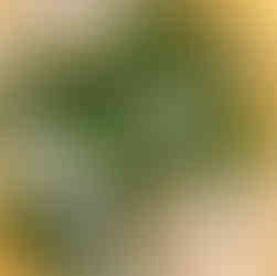 Geriebene Kartoffeln und Zucchini vermengt mit frischen gehackten Kräutern, Mehl und Gewürzen in einer großen gelben Schüssel – Basis für die Zubereitung der Zucchini-Kartoffelpuffer.