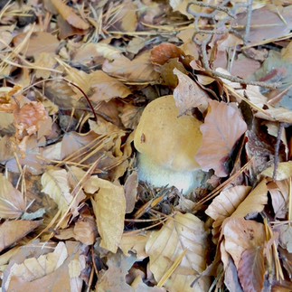 Junger Steinpilz im Wald kurz vor dem Sammeln für das Steinpilz Carpaccio