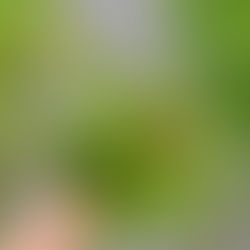 Blick auf eine Hand, die einen Strauß Mädesüß mit jungen Blättern und noch geschlossenen Blütenständen hält.
