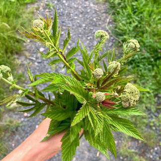 Blick auf eine Hand, die einen Strauß Mädesüß mit jungen Blättern und noch geschlossenen Blütenständen hält.